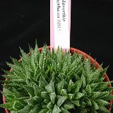 Haworthia herbacea (RSA)